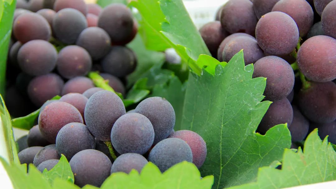 The Anren grapes are ripe! Eat Anren grapes, visit the 5A level scenic spots, such a summer bashi