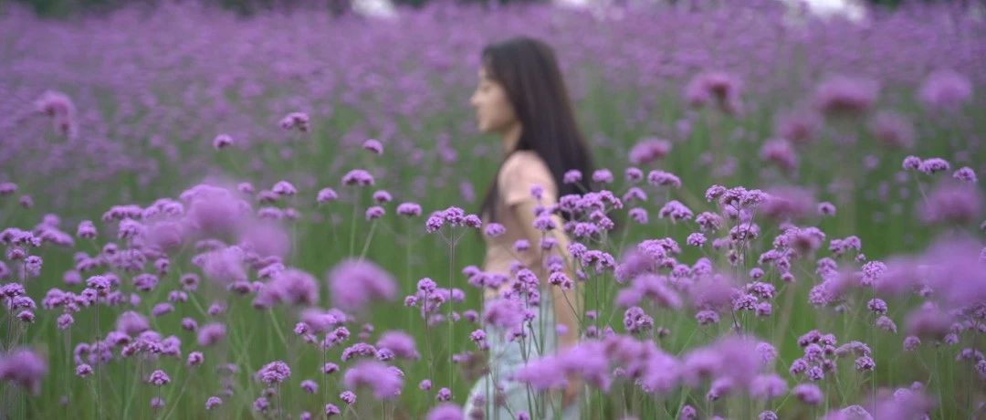 徜徉紫色花海，实现车厘子自由，周末来这里就对了~