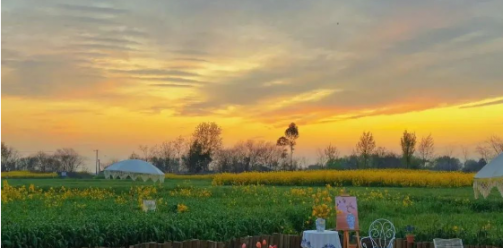 我在大邑开小店 | 麦田里的茶室，嘎嘎出片！