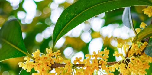 你闻，现在的大邑是桂花味儿的~